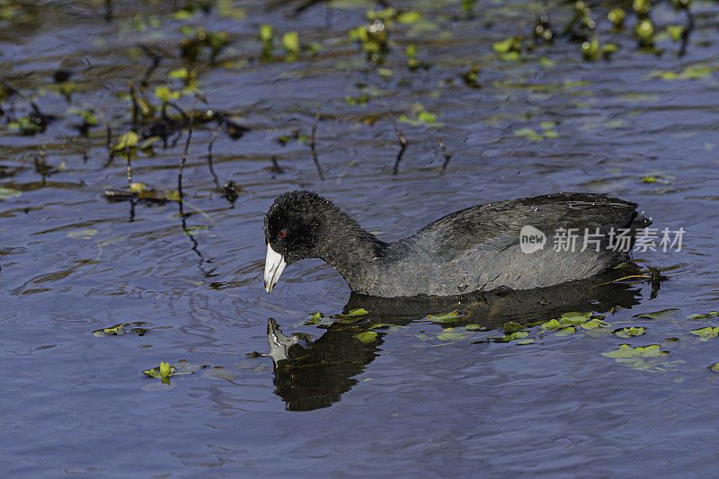 美洲白骨顶(Fulica americana)，也被称为泥鸡或pouldeau，是一种鸟类的家庭拉利科。萨克拉门托国家野生动物保护区，萨克拉门托山谷，加利福尼亚州